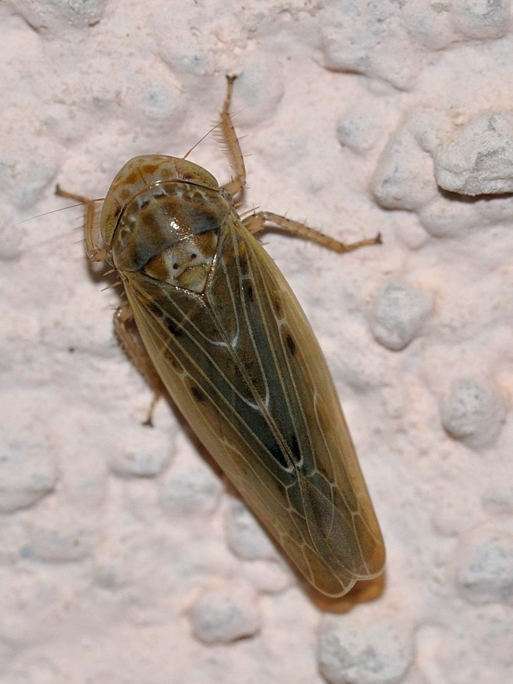 Deltocephalinae - Thamnotettix? No, Psammotettix sp.